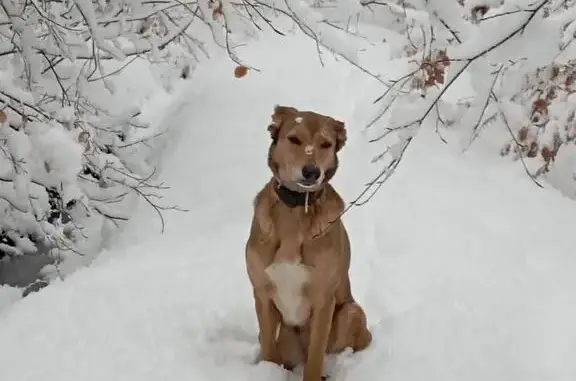Animaux perdus La Mure, photo: Chien perdu, Susville, La Mure - chienne berger croisé