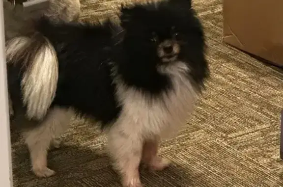 Lost female dog, East Myrtle Street, San Antonio - black and white Pomeranian - photo
