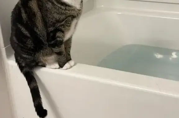 Missing cat Bluffdale, photo: Lost Female Cat, South 2700 West, 14148, Bluffdale - Gray/brown tabby with black stripes