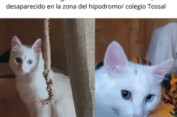 Perdido gato masculino, Calle Juanito Santero, 5, Alicante - color blanco con heterocromía - photo
