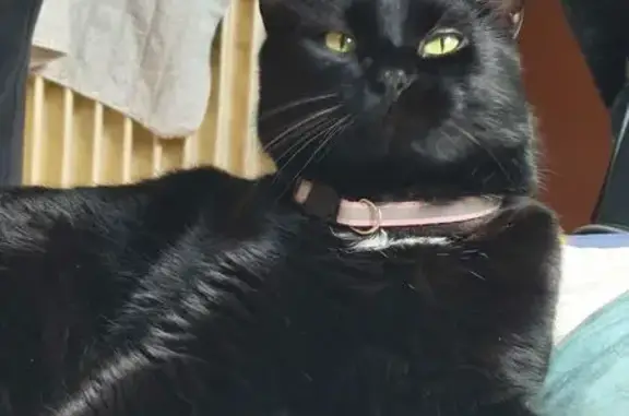 Chat perdu, Rue Georges Douret, 28 Ter, Gagny - noir avec une tache blanche - photo
