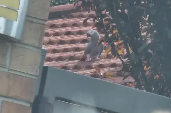 Lost female bird, Casey City, Devon Meadows - African grey with red tail - photo
