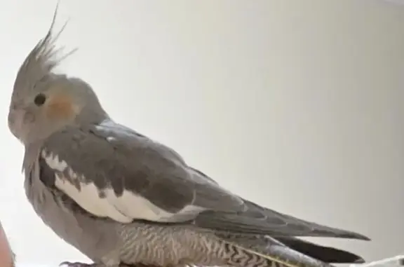 Lost pets Port Adelaide Enfield, photo: Lost female bird, Perkins Avenue, Port Adelaide Enfield - grey cockatiel with orange cheeks