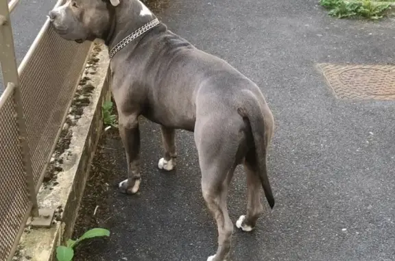 Chien perdu Limeil-Brévannes, photo : Chien perdu, Rue de la Division Leclerc, Clamart - athlétique et joueur