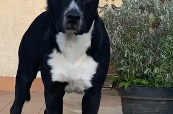 Chien perdu Vergèze, photo : Chien perdu, Vergèze, Occitanie - noir et blanc staffie/berger