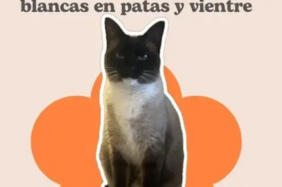 Perdido gato hembra, Calle Holanda, La Orotava - rasgos siameses con patas y vientre blanco - photo