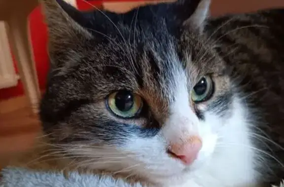 Animaux trouvés Saint-Bérain-sur-Dheune, photo: Trouvé Chat mâle, La Gagere, Saint-Bérain-sur-Dheune - nez aplati