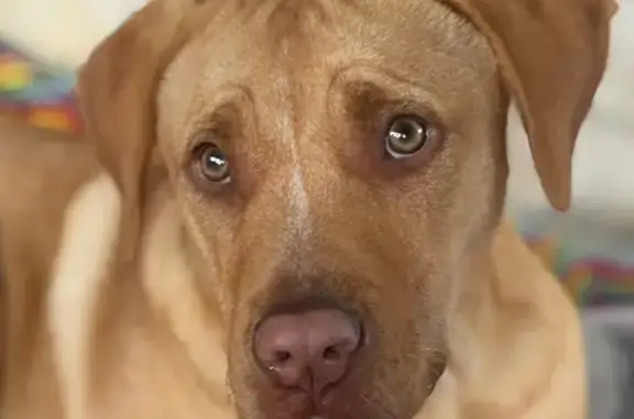 Lost female dog, Peter Street, Waterford - shar pei cross staffy - photo