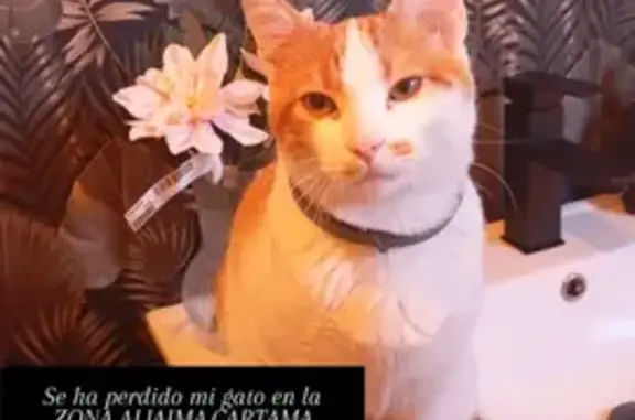 Gato perdido Macho, Alhaurin el Grande (sl495304) - photo