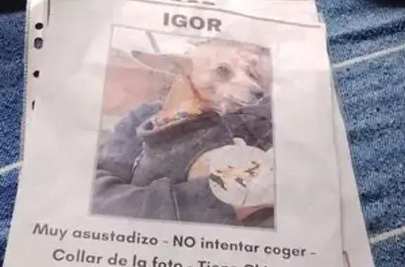 Perro perdido Macho, Sant Cugat del Valles (sl495305) - photo