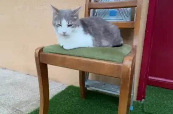 Chat perdu, Chemin de Montgay, 48B, Fontaines-sur-Saône - craintif et tacheté - photo