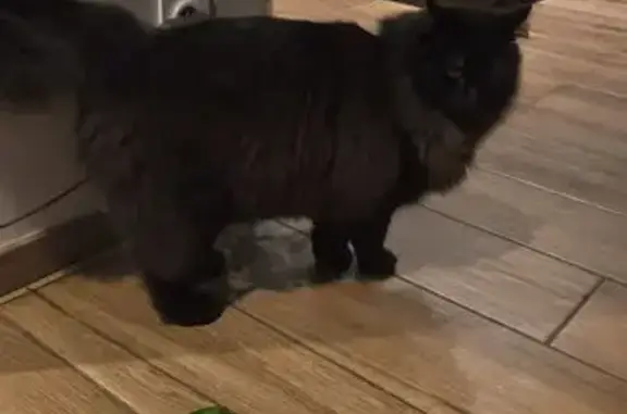 Animaux perdus Saint-Chamond, photo: Perdu chat homme, Impasse de la Petite Vallée, Saint-Chamond - noir aux poils longs