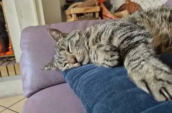 Animaux perdus Le Plessis-Bouchard, photo: Chat perdu, Allée Debussy, Le Plessis-Bouchard - yeux verts et collier