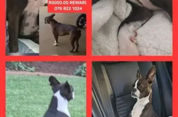 Lost male dog, Boksburg, Gauteng - big ears and distinctive markings - photo