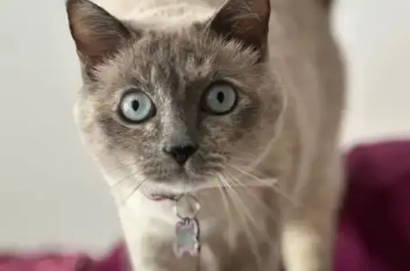 Perdido gato hembra, Avenida Fernando Salazar González, San Miguel de Abona - siamesa con collar rosa - photo