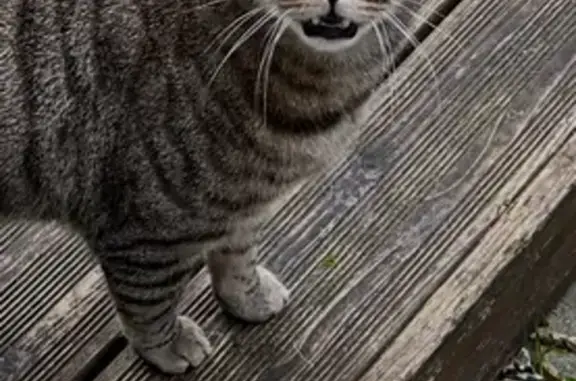 Animaux trouvés Reims, photo: Chat trouvé, Rue Lesage, 115, Reims - très sociable