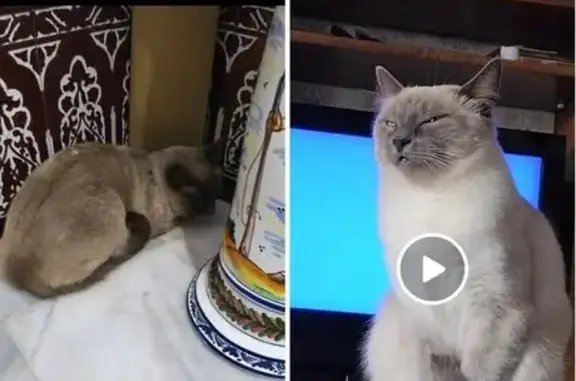 Perdido gato hembra, Calle San Fermín, Olivares, Camas - siamesa de 3 años - photo
