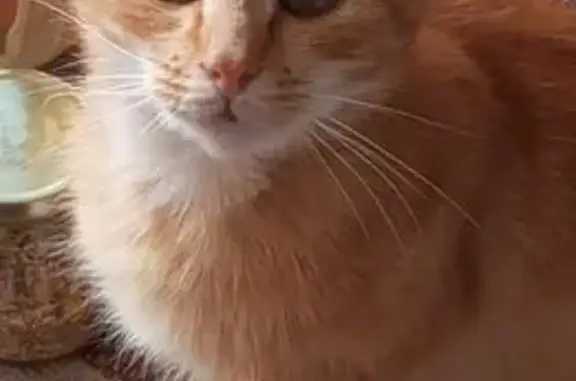 Perdu Chat roux, Le Monteil-au-Vicomte, Paris - photo