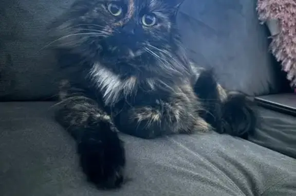 Lost female cat, Lakeshore Boulevard, Euclid - long-haired tortoiseshell - photo