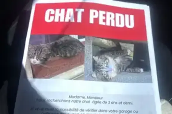 Chat perdu, Rue Gaston Floquet, 41, Alençon - queue fournie en plume - photo