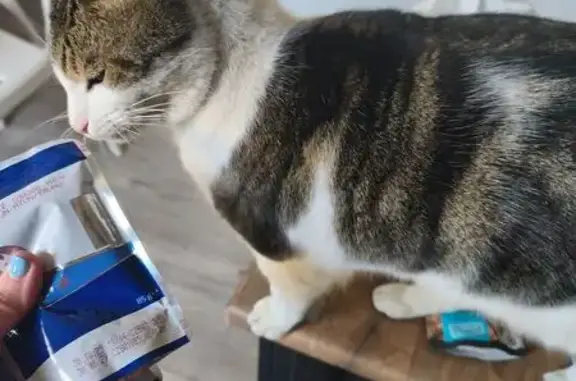 Animaux perdus La Seyne-sur-Mer, photo: Chat perdu, Avenue Yitzhak Rabin, La Seyne-sur-Mer - possiblement blessé