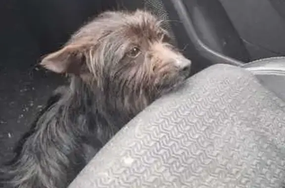 Chien trouvé Châteaulin, photo: Trouvé Chien Homme, Mont-Dol, Châteaulin - petit chien poils noirs