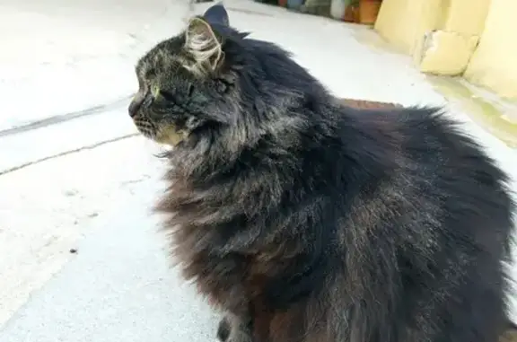 Animaux perdus Corneilhan, photo: Chat perdu, Rue de la Brèche, Corneilhan - chatte âgée 15 ans