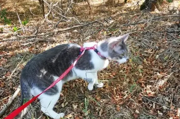 Animaux perdus Annonay, photo: Chat perdu, Rue Jean-Baptiste Bechetoille, Annonay - gris et blanc, collier noir