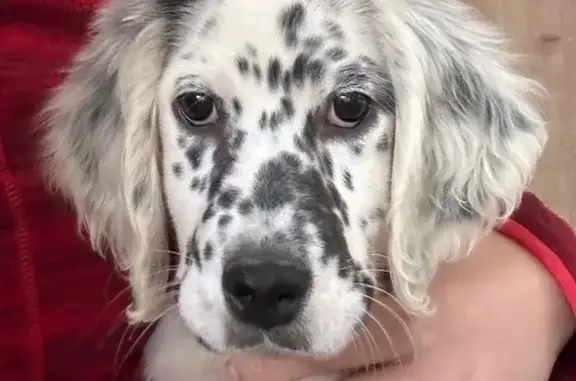 Animaux perdus Salon-de-Provence, photo: Perdu chien femelle, Chemin des Magatis, Salon-de-Provence - chiot setter blanc et noir