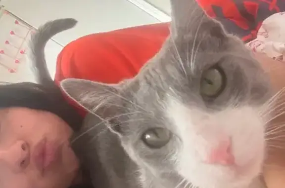 Missing cat Oklahoma City, photo: Lost male cat, Southwest 74th Street, Oklahoma City