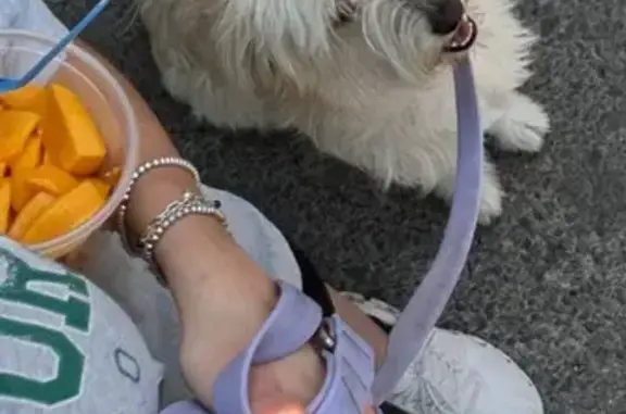 Perdido perro hembra, Zapopan...