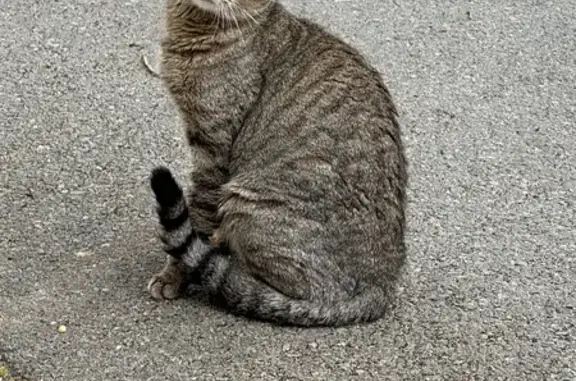 Chat trouvé Lorient, photo: Trouvé Chat Homme, Bignan, Bretagne - très affectueux