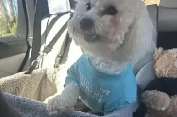 Lost male dog, Wooddale Drive, 3939, Little Rock - white bichon frise - photo