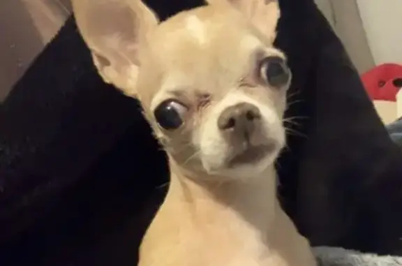 Lost female dog, Fulton Street, Wausau - fawn color Chihuahua - photo
