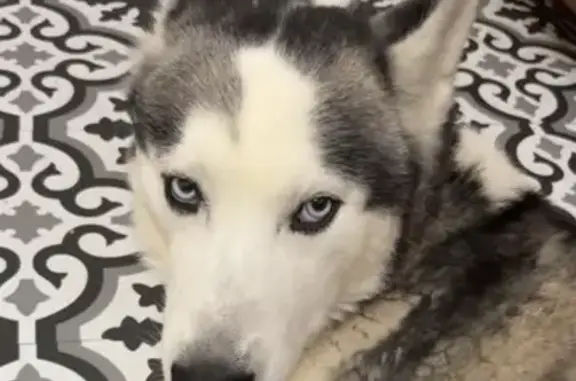 Lost male dog, Susan Drive, 1338, St. Joseph, Orlando - husky with blue/green collar - photo