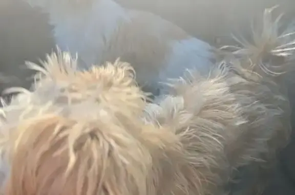 Lost female dog, Oklahoma City - small, brown and white with spots - photo