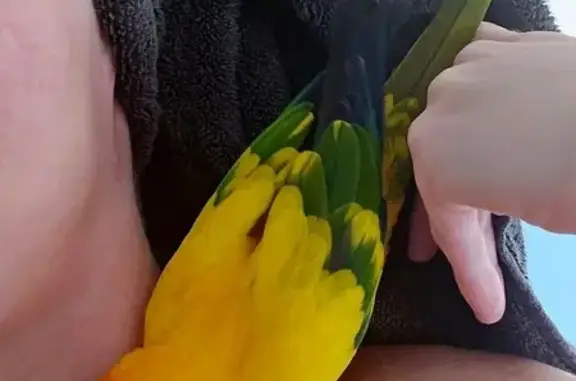 Lost and found pets Apex, photo: Lost male bird, Boxcar Way, Apex - Sun Conure 