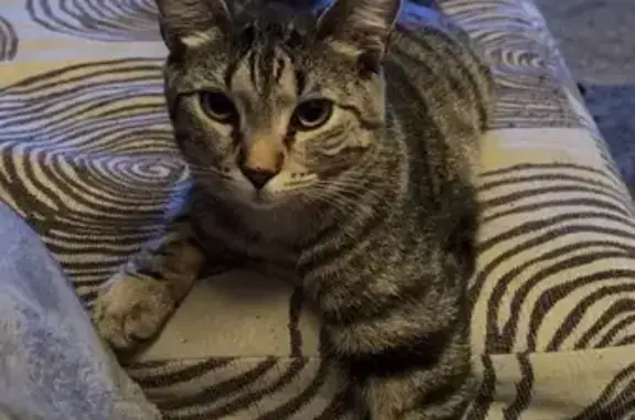Lost female cat, Stark Drive, Mount Vernon - brown tabby, fixed and chipped - photo