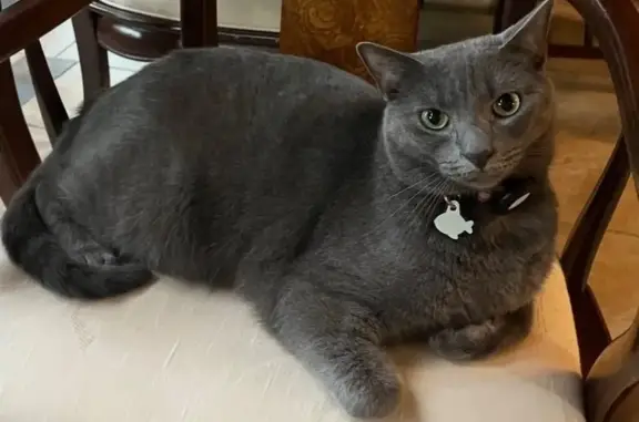 Lost male cat, Cherokee Bluff Drive, Knoxville - gray, microchipped - photo