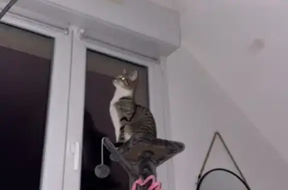 Animaux perdus Paris, photo: Chat perdu, Rue du Minon, Rimogne, Paris - femelle blanche et tigrée