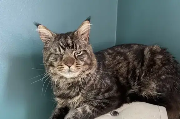 Animaux perdus Lingolsheim, photo: Chat perdu, Rue de l'Avenir, Lingolsheim - Mizou tigré marron