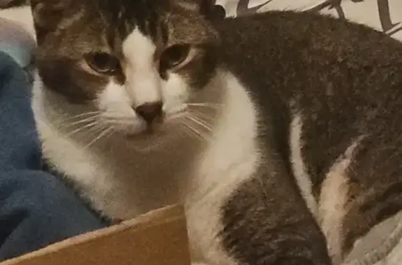 Lost male cat, Hearthstone Trail, Vilonia - vocal and friendly - photo