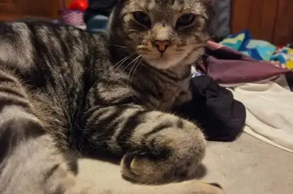 Lost male cat, Galant Drive, Warwick - black, grey, and off white - photo