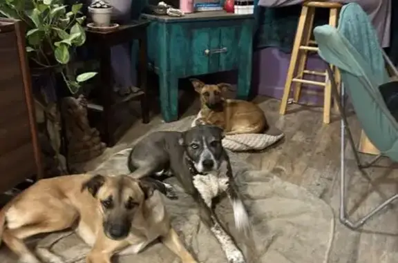 Lost male dog, E Happy Rd & S 204th St, Phoenix - blue merle with distinct eyes - photo