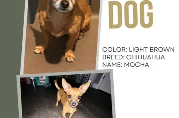 Lost Female Dog, West Cermak Road, Chicago - Brown Chihuahua - photo