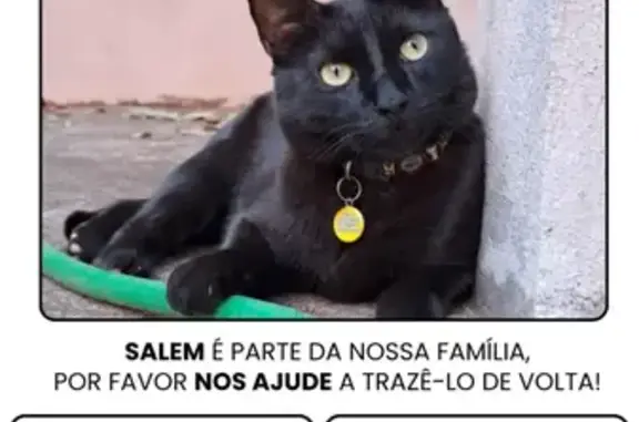 Gato desaparecido Macho (brl00...