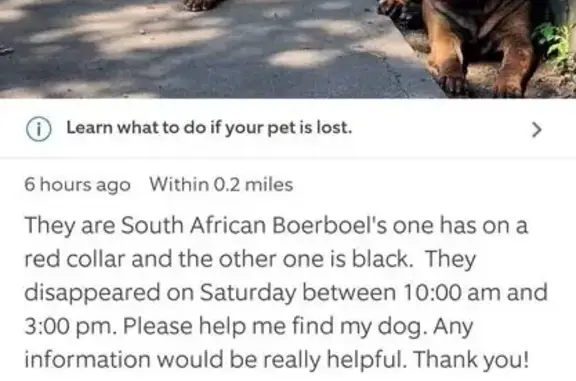 Lost male dog, Melville Road, Cleveland - tan with black markings - photo