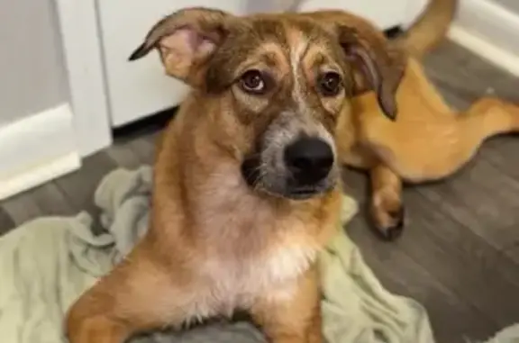 Lost female dog, Craig Lane, Buchanan - red coat with Shepard style markings - photo