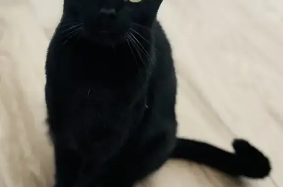 Perdu Chat mâle, Rue Abbé Mathieu de Gruchy, Venansault - robe noire - photo