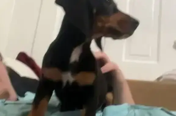 Missing dog Female, Knoxville (usl533852) - photo